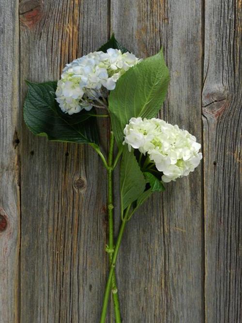 BLUE & WHITE  HYDRANGEAS